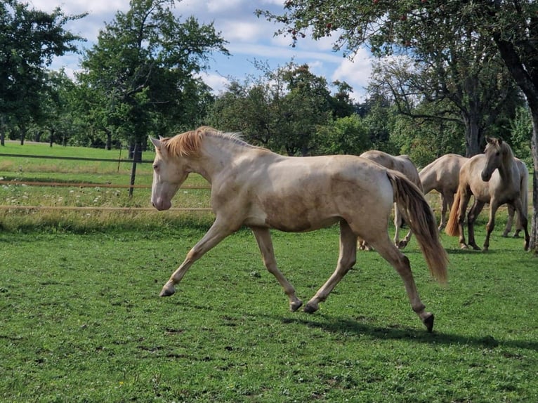 PRE Ruin 2 Jaar 161 cm Perlino in Balingen
