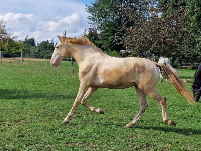 PRE Ruin 2 Jaar 161 cm Perlino in Balingen