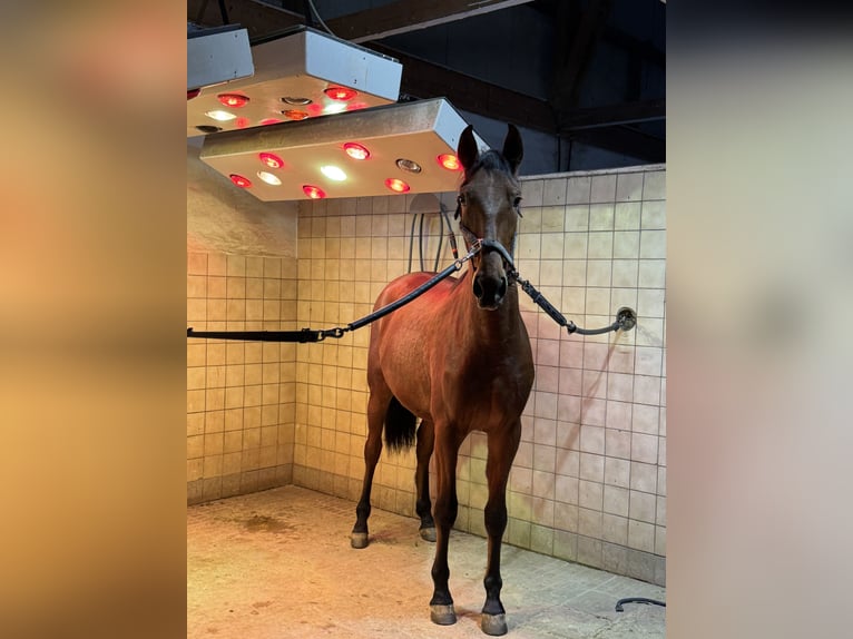 PRE Mix Ruin 2 Jaar 165 cm Bruin in Warendorf