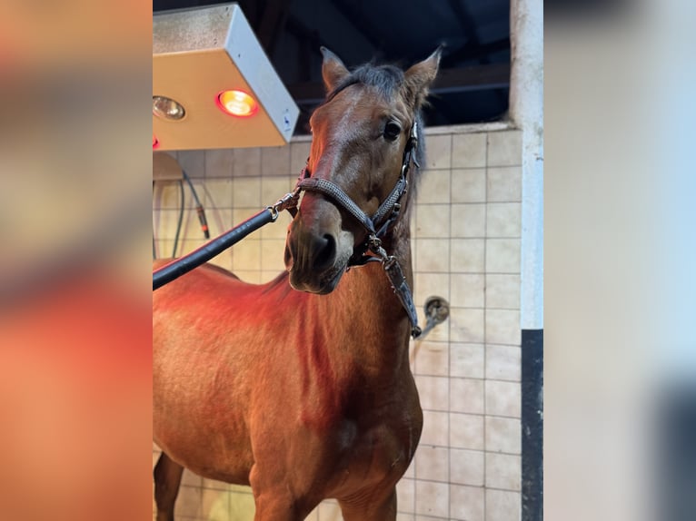 PRE Mix Ruin 2 Jaar 165 cm Bruin in Warendorf