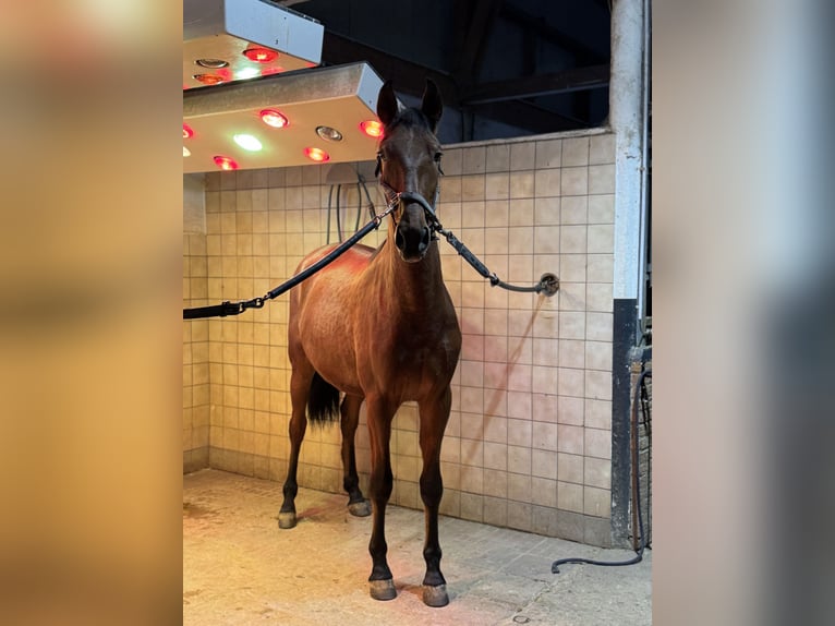 PRE Mix Ruin 2 Jaar 165 cm Bruin in Warendorf