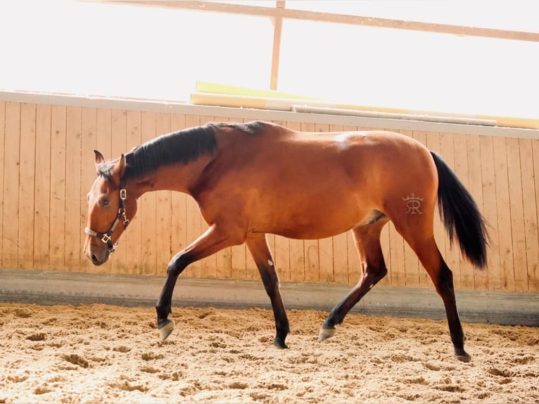 PRE Mix Ruin 2 Jaar 165 cm Bruin in Warendorf
