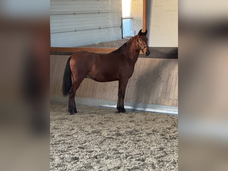 PRE Mix Ruin 2 Jaar 165 cm Bruin in Warendorf