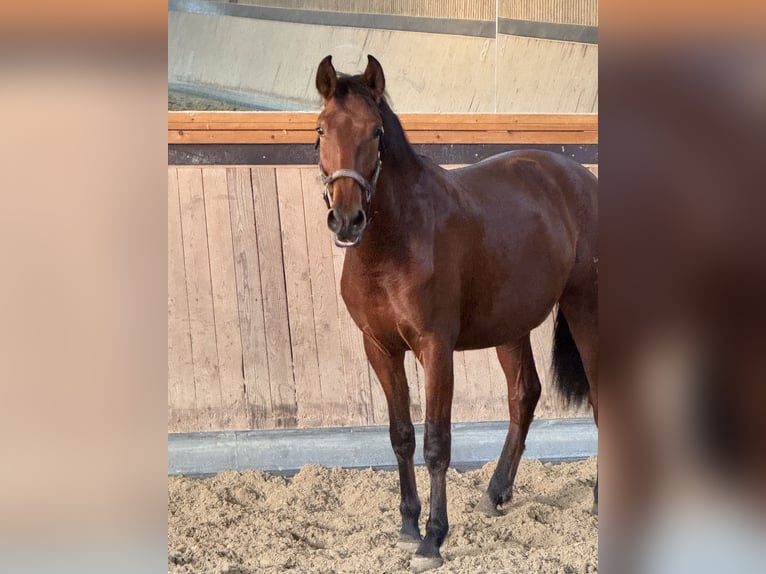 PRE Mix Ruin 2 Jaar 165 cm Bruin in Warendorf