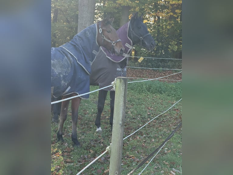 PRE Mix Ruin 2 Jaar 165 cm Bruin in Warendorf