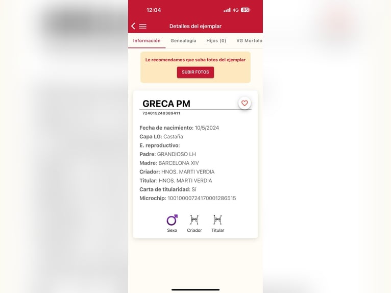 PRE Mix Ruin 2 Jaar Falbe in San Mateo De Gallego