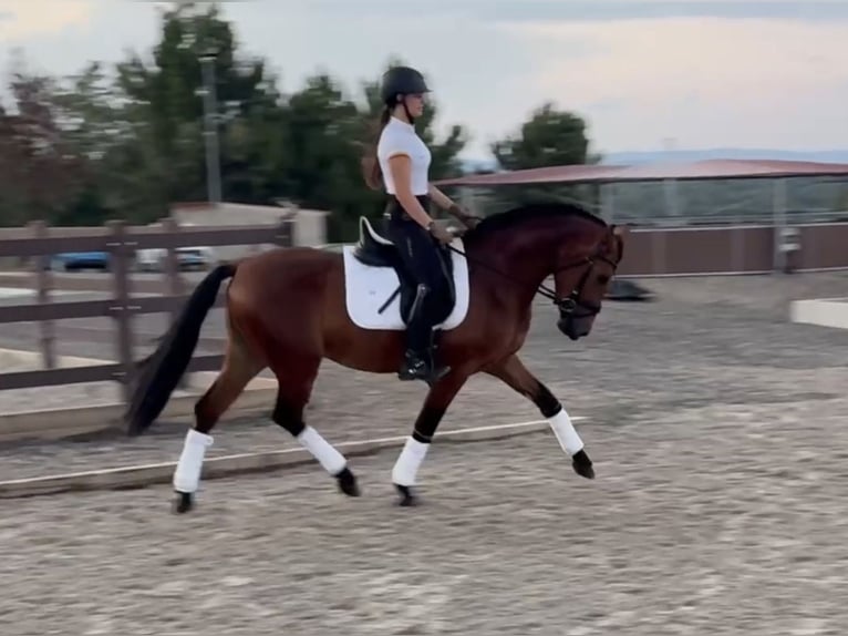 PRE Mix Ruin 3 Jaar 148 cm Bruin in Soria