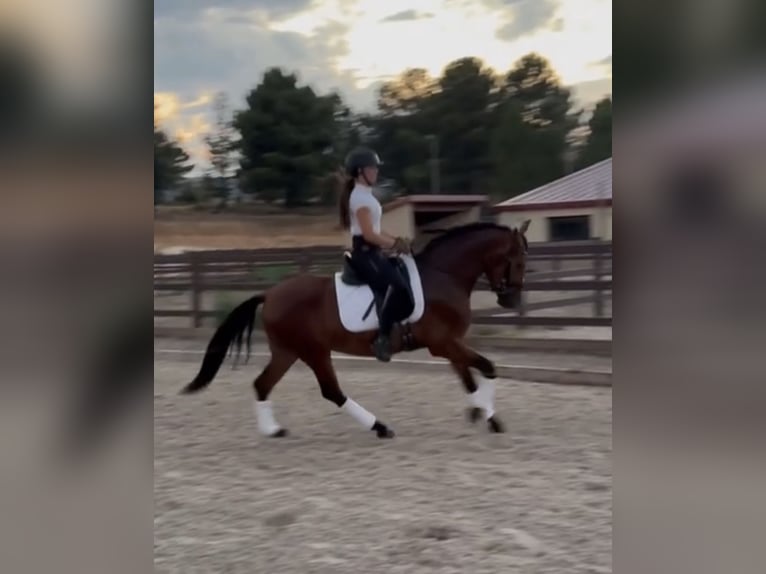 PRE Mix Ruin 3 Jaar 148 cm Bruin in Soria