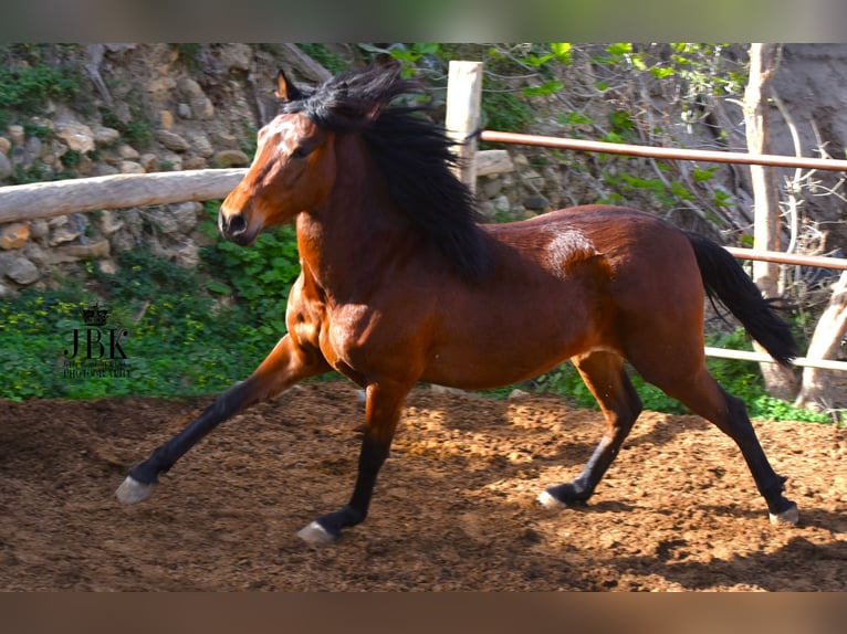 PRE Mix Ruin 3 Jaar 152 cm Bruin in Tabernas Almeria