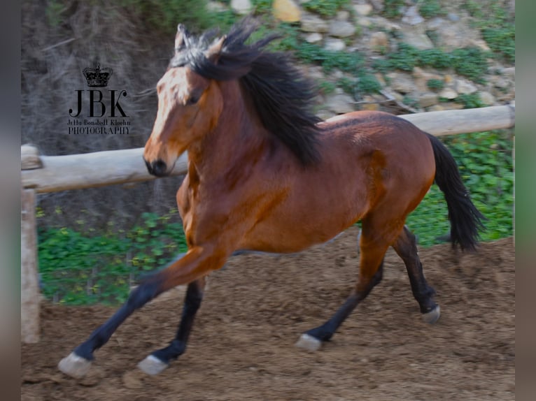 PRE Mix Ruin 3 Jaar 152 cm Bruin in Tabernas Almeria