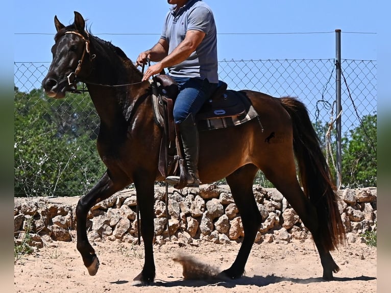 PRE Mix Ruin 3 Jaar 152 cm Zwart in Mallorca
