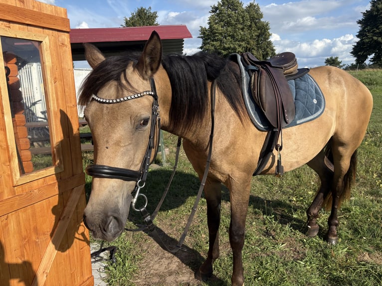 PRE Mix Ruin 3 Jaar 153 cm Buckskin in Garz