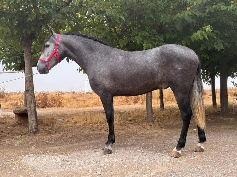 PRE Ruin 3 Jaar 156 cm Schimmel in Tarrega