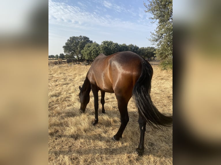 PRE Ruin 3 Jaar 157 cm Donkerbruin in La Losa