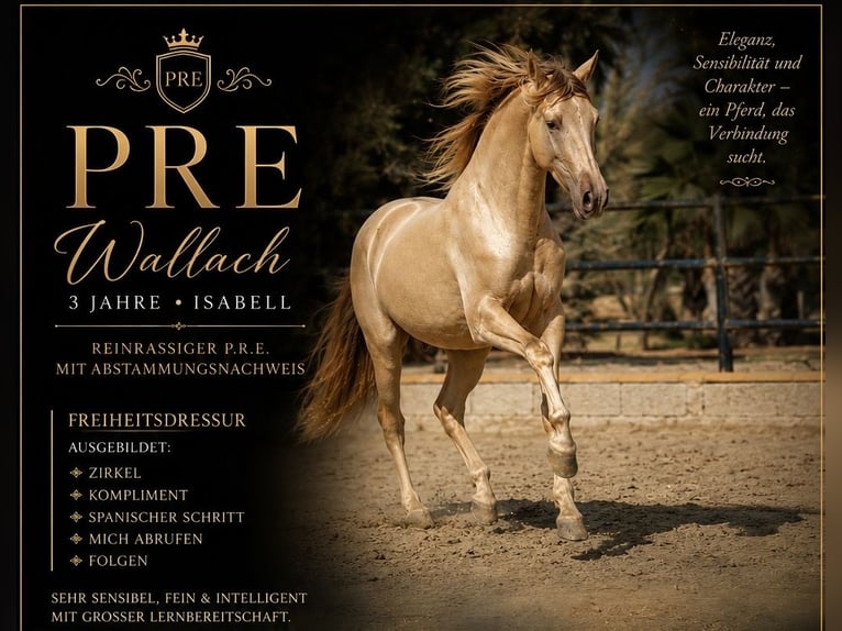 PRE Mix Ruin 3 Jaar 158 cm Champagne in El Realengo