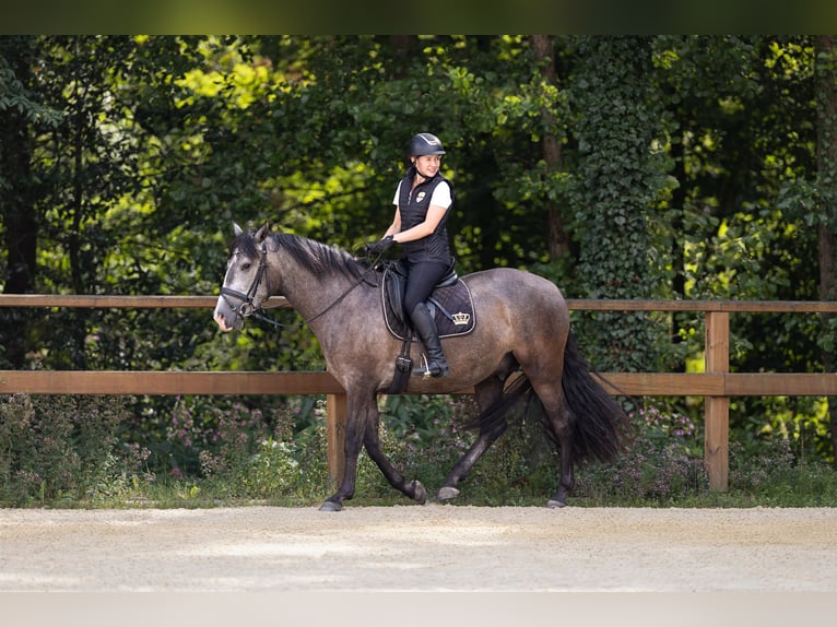 PRE Mix Ruin 3 Jaar 158 cm Schimmel in Leichlingen