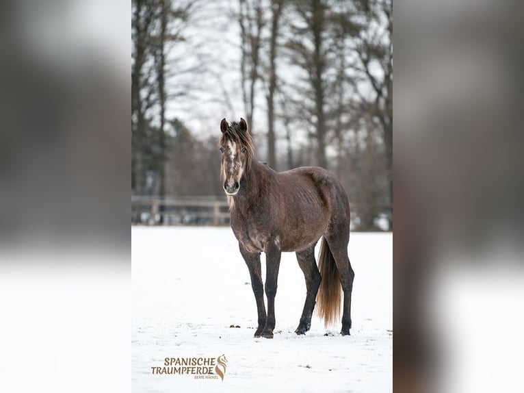 PRE Mix Ruin 3 Jaar 158 cm Schimmel in Stipsdorf