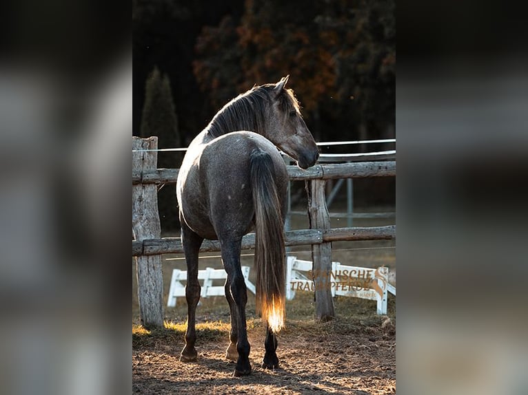 PRE Mix Ruin 3 Jaar 158 cm Schimmel in Stipsdorf