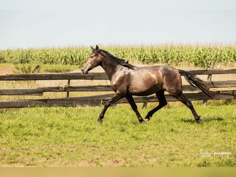PRE Mix Ruin 3 Jaar 160 cm Brown Falb schimmel in Feuchtwangen