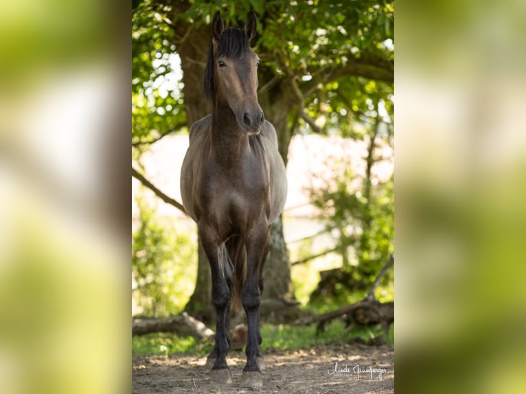 PRE Mix Ruin 3 Jaar 160 cm Brown Falb schimmel in Feuchtwangen