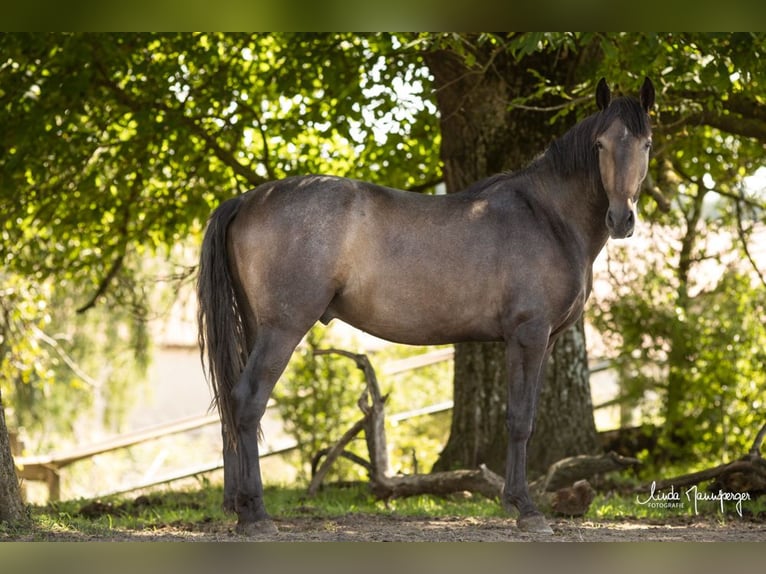 PRE Mix Ruin 3 Jaar 160 cm Brown Falb schimmel in Feuchtwangen