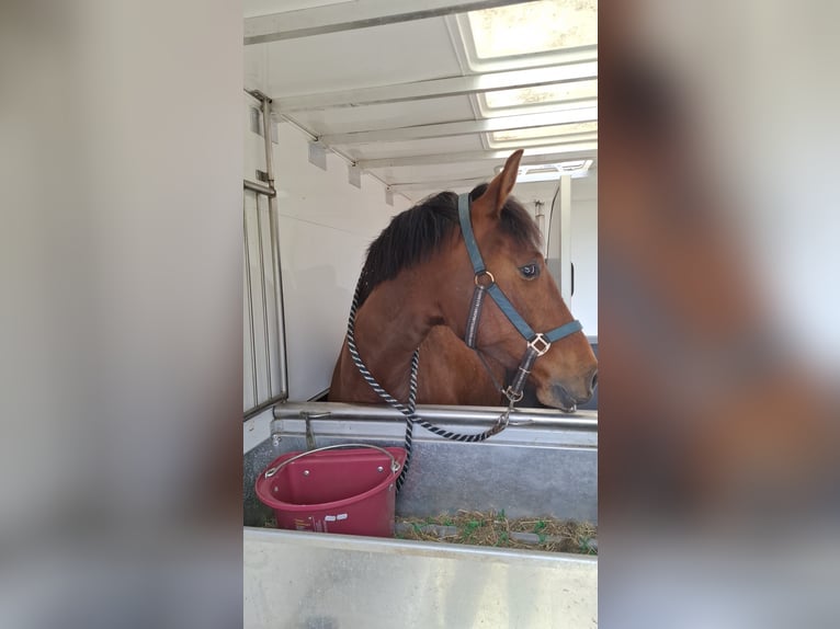 PRE Ruin 3 Jaar 160 cm Bruin in Ansen