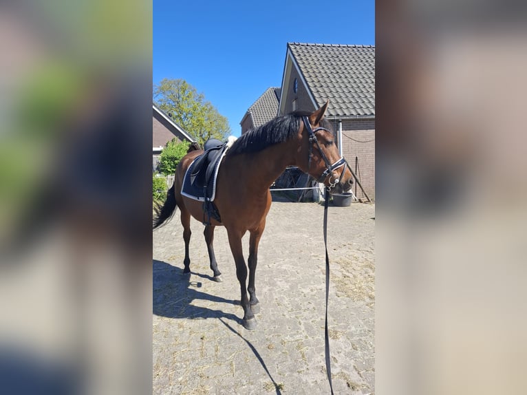 PRE Ruin 3 Jaar 160 cm Bruin in Ansen