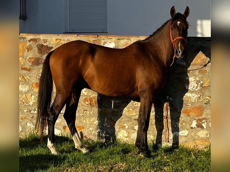 PRE Mix Ruin 3 Jaar 160 cm Bruin in Tarifa