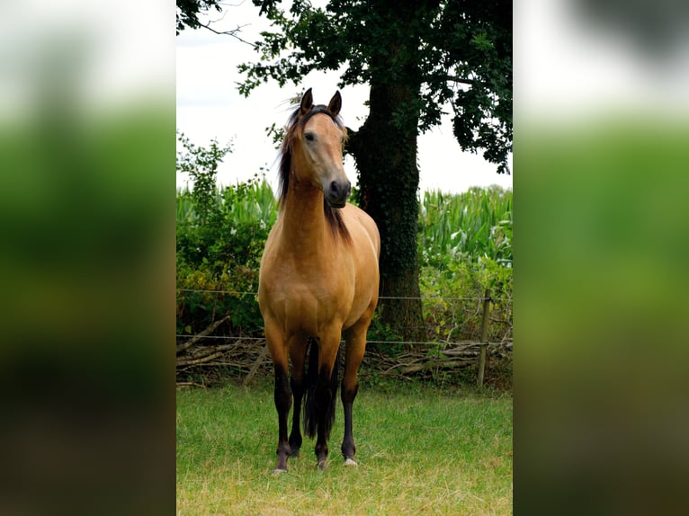 PRE Ruin 3 Jaar 160 cm Buckskin in Neerkant