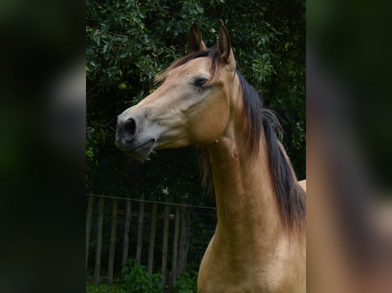 PRE Ruin 3 Jaar 160 cm Buckskin in Neerkant