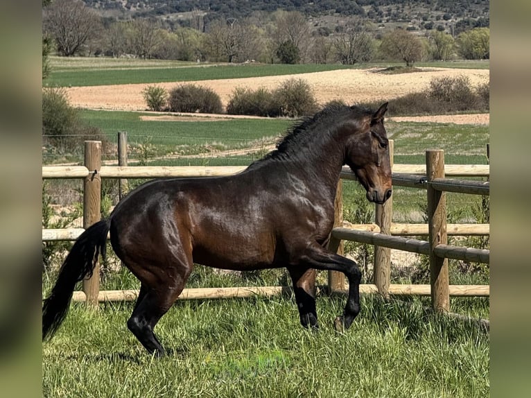 PRE Ruin 3 Jaar 160 cm Donkerbruin in Soria