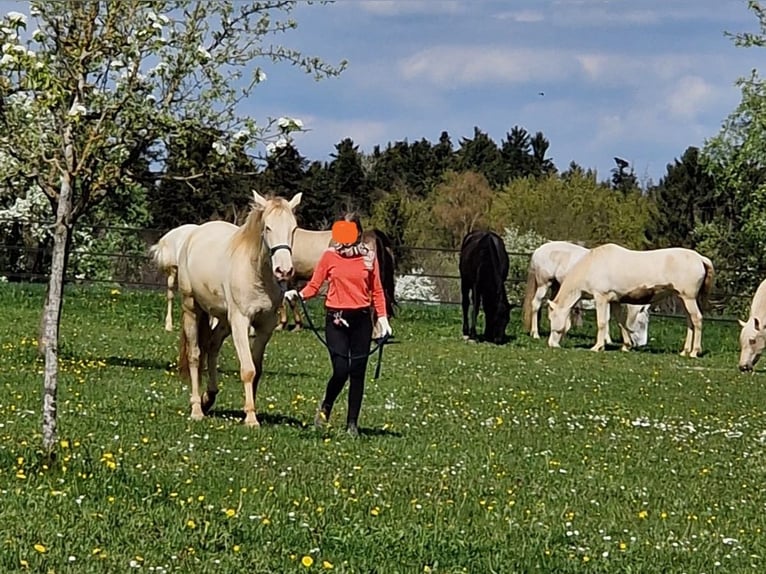 PRE Ruin 3 Jaar 160 cm Perlino in Balingen