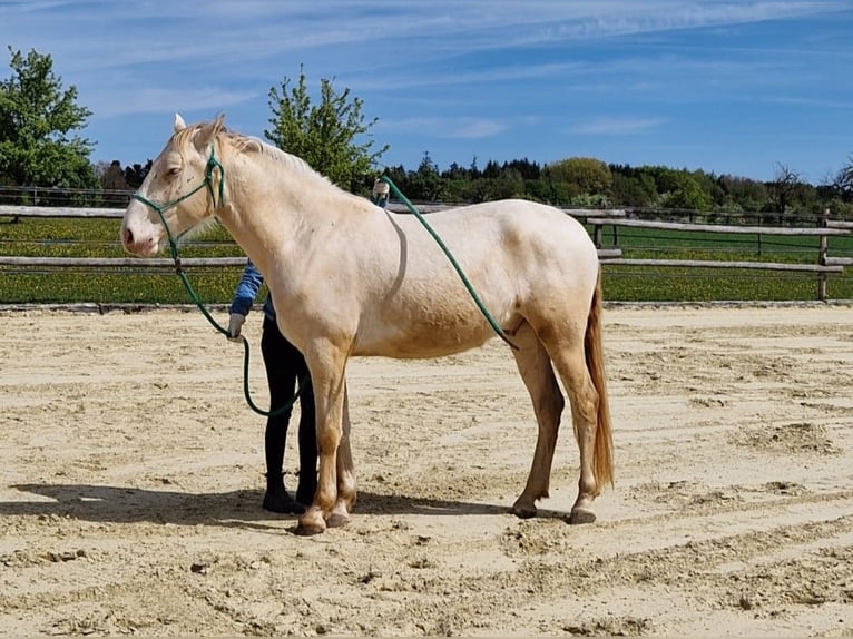 PRE Ruin 3 Jaar 160 cm Perlino in Balingen