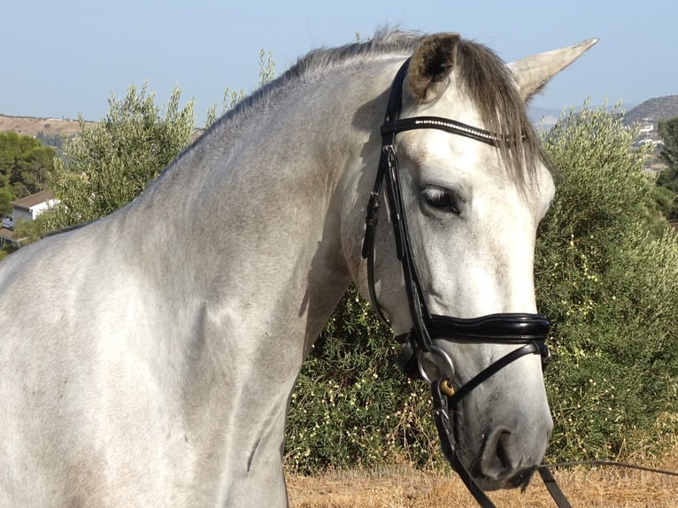 PRE Ruin 3 Jaar 160 cm Schimmel in Coín, Málaga