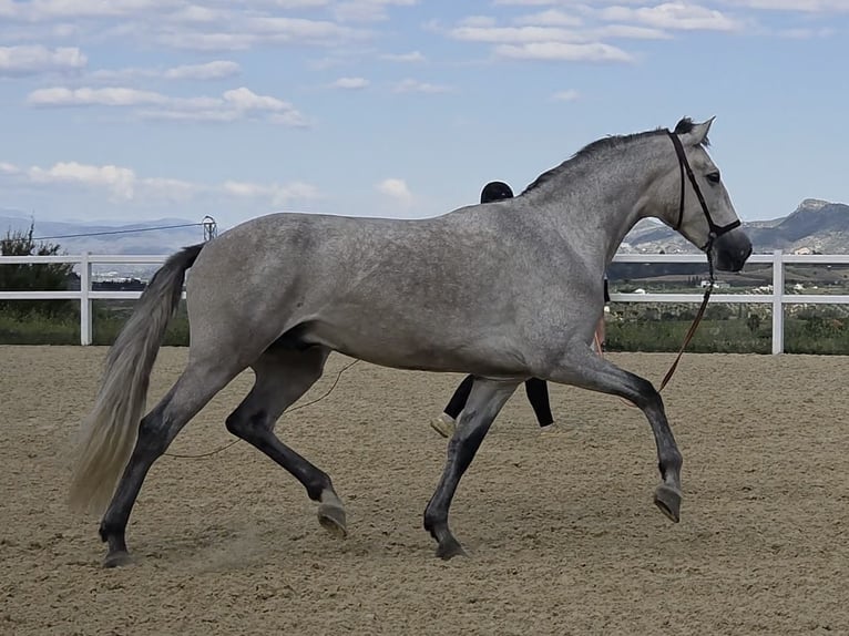 PRE Ruin 3 Jaar 160 cm Schimmel in Coín, Málaga