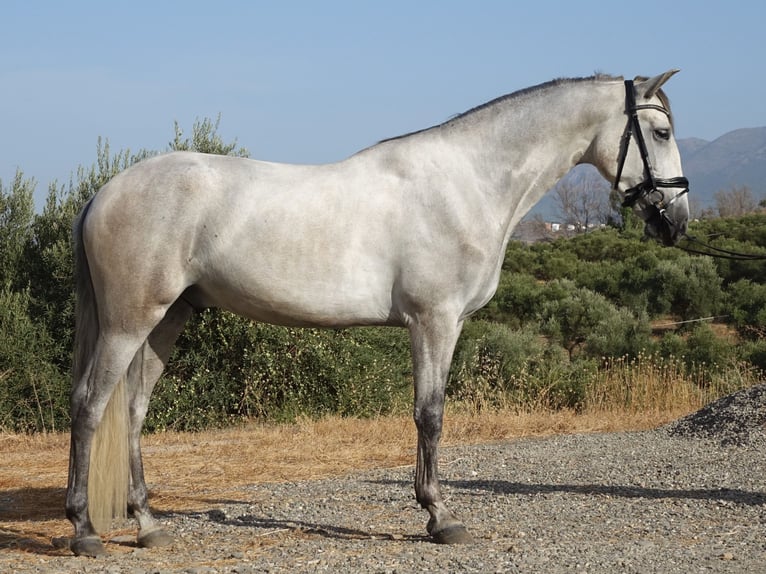 PRE Ruin 3 Jaar 160 cm Schimmel in Coín, Málaga