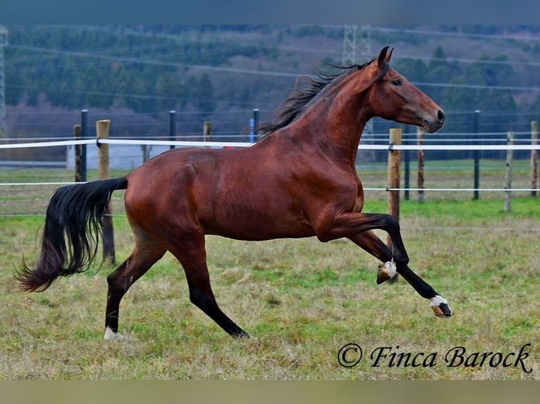PRE Mix Ruin 3 Jaar 161 cm Bruin in Wiebelsheim