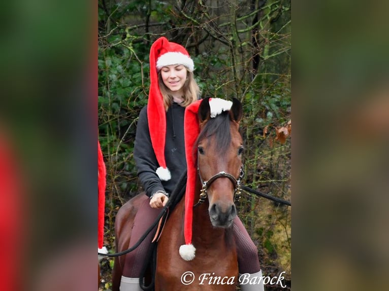 PRE Mix Ruin 3 Jaar 161 cm Bruin in Wiebelsheim