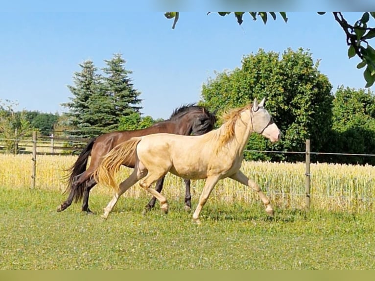 PRE Mix Ruin 3 Jaar 161 cm Perlino in Balingen