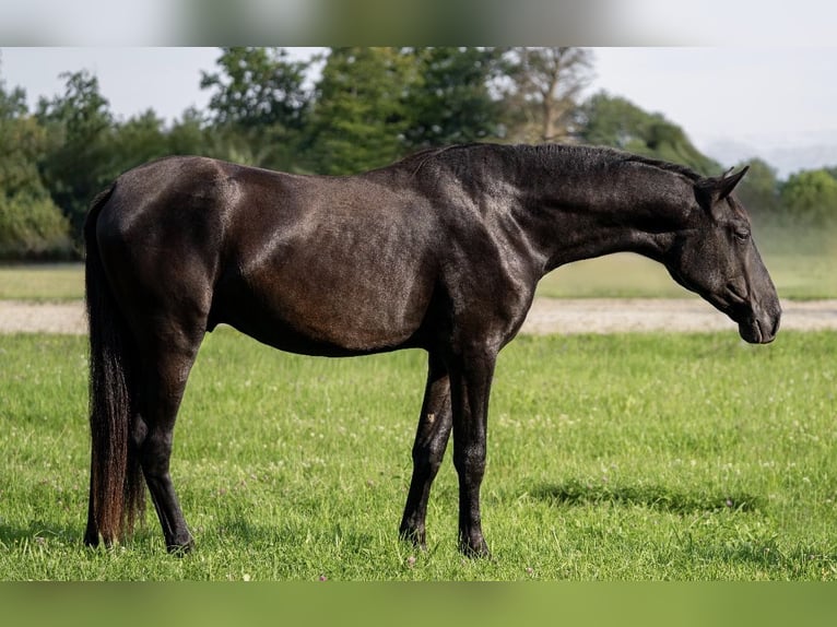 PRE Ruin 3 Jaar 162 cm Zwart in Salzburg