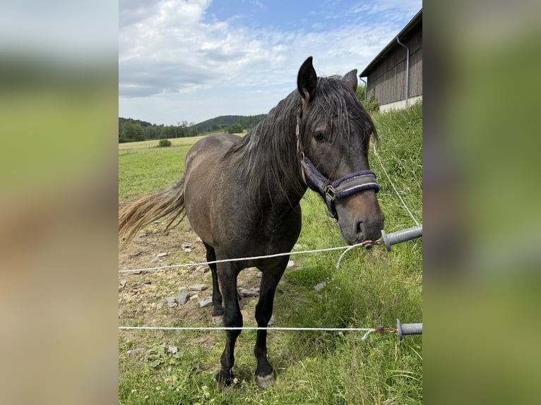 PRE Ruin 3 Jaar 162 cm Zwartschimmel in Steinebach