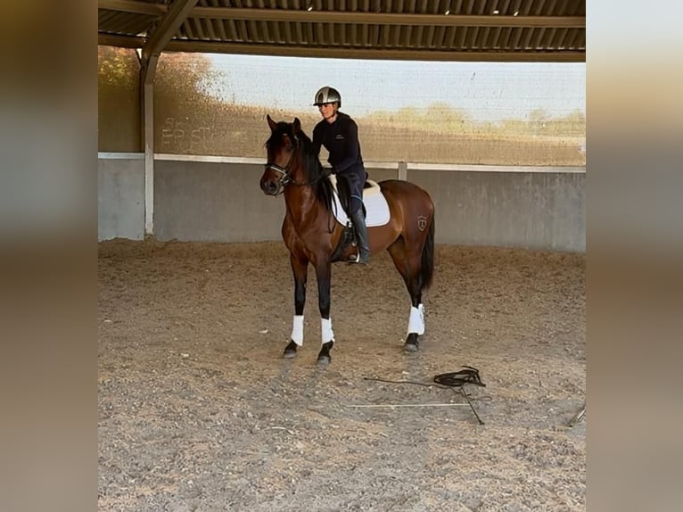 PRE Mix Ruin 3 Jaar 163 cm Bruin in Ammerzoden