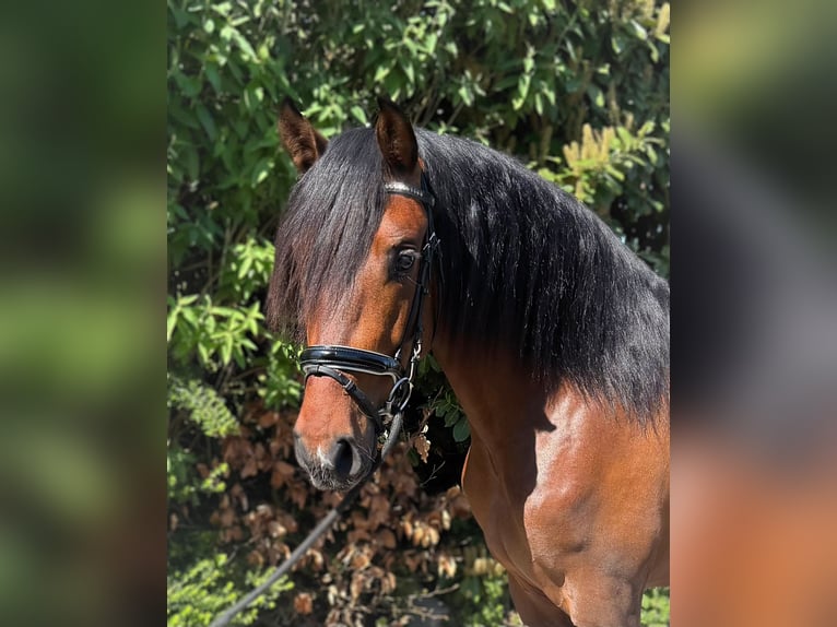 PRE Mix Ruin 3 Jaar 163 cm Bruin in Ammerzoden