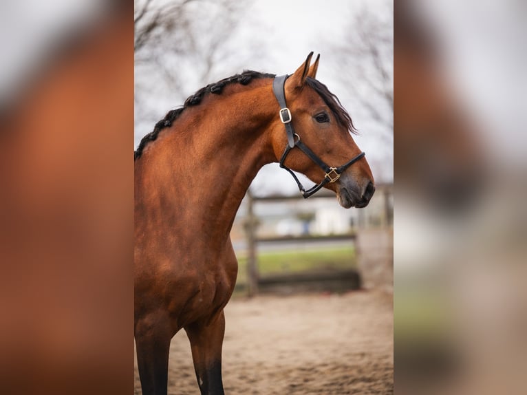 PRE Ruin 3 Jaar 163 cm Bruin in Poeldijk