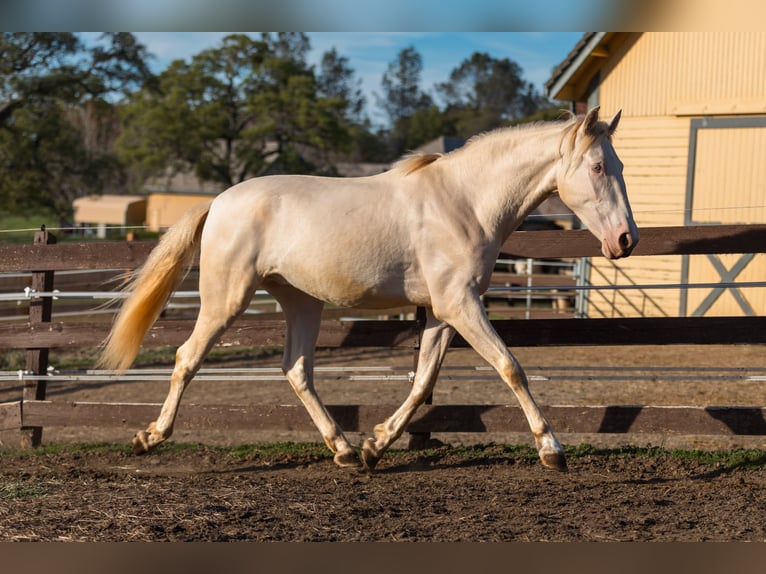 PRE Mix Ruin 3 Jaar 163 cm Cremello in Grass Valley