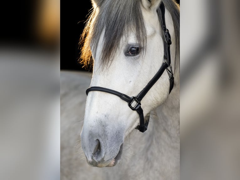 PRE Ruin 3 Jaar 163 cm Schimmel in Gefrees