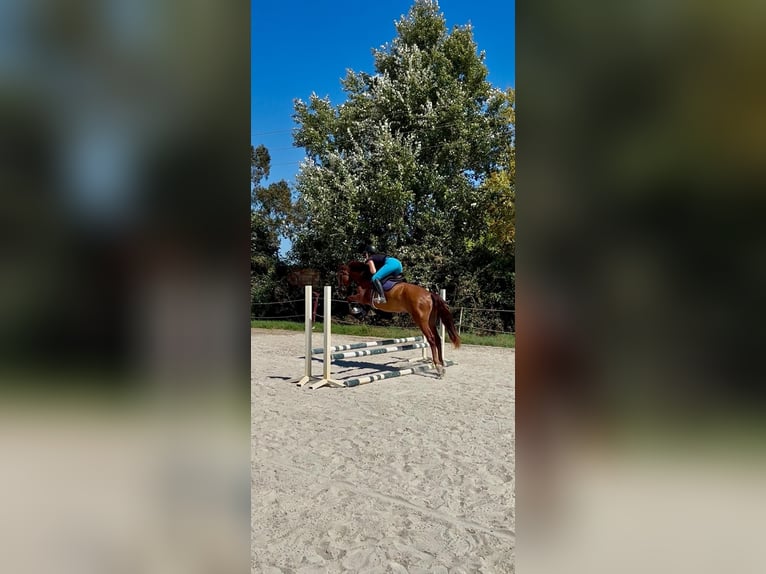 PRE Ruin 3 Jaar 163 cm Vos in Gava