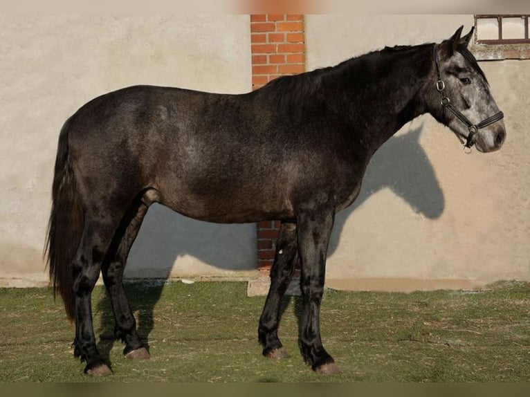 PRE Ruin 3 Jaar 164 cm Appelschimmel in Oberdorf NW