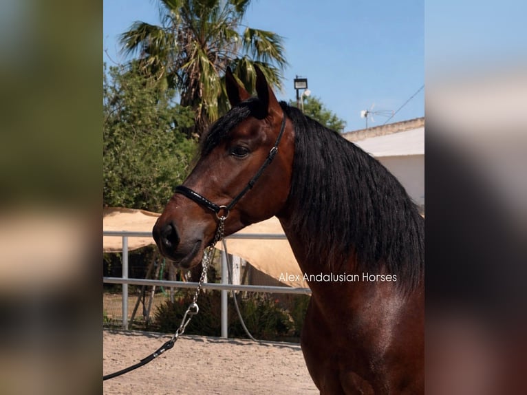 PRE Mix Ruin 3 Jaar 164 cm Donkerbruin in Sevilla