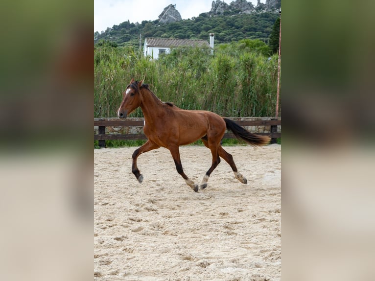 PRE Ruin 3 Jaar 165 cm Bruin in TARIFA